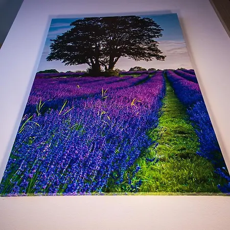 Lavanda 호스텔