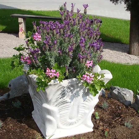 Lavanda Ostello *